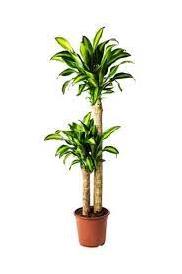 DRACENA & DRACENA MESSANGENA 2 Lİ