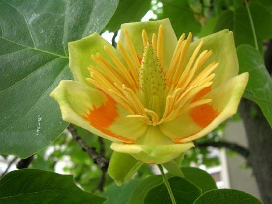 LİRİODENDRON TULİPAFERA   (LALE AĞACI)