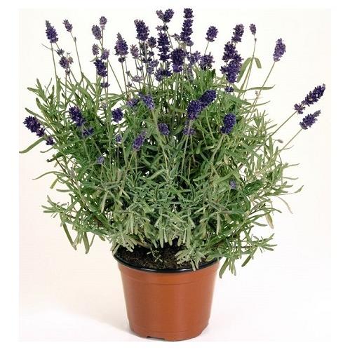 LAVANDULA ANGUSTİFOLİA  (LAVANTA )