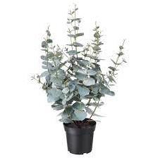 EUCALYPTUS GUNNEİİ (OKALİPTÜS)