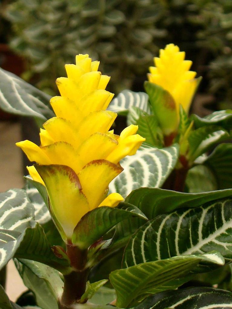 ZEBRA BİTKİSİ & APHELANDRA SQUARROSA