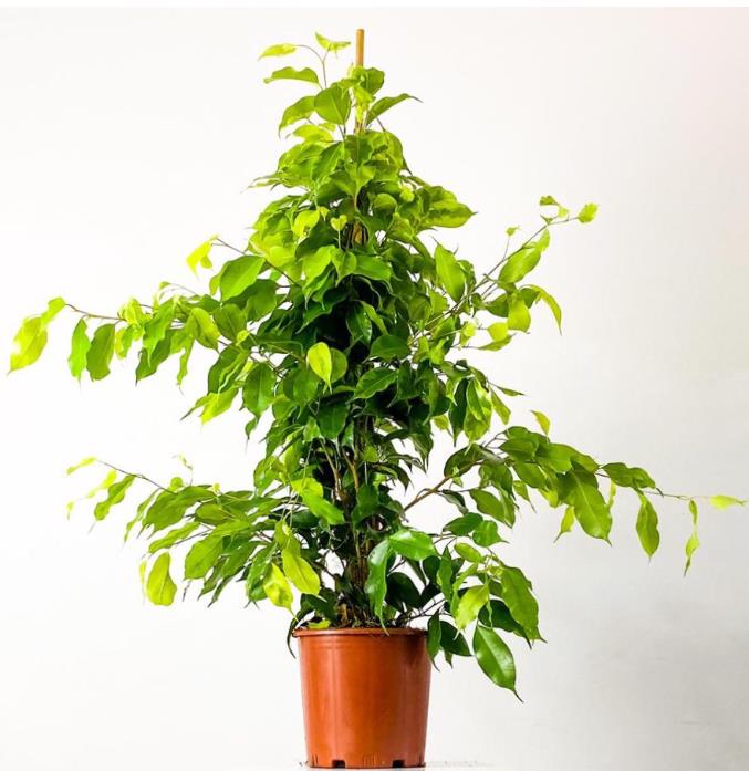 BENJAMİN & FİCUS BENJAMİN  100-125 CM