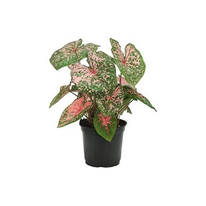 KALADYUM & CALADİUM BİCOLOR