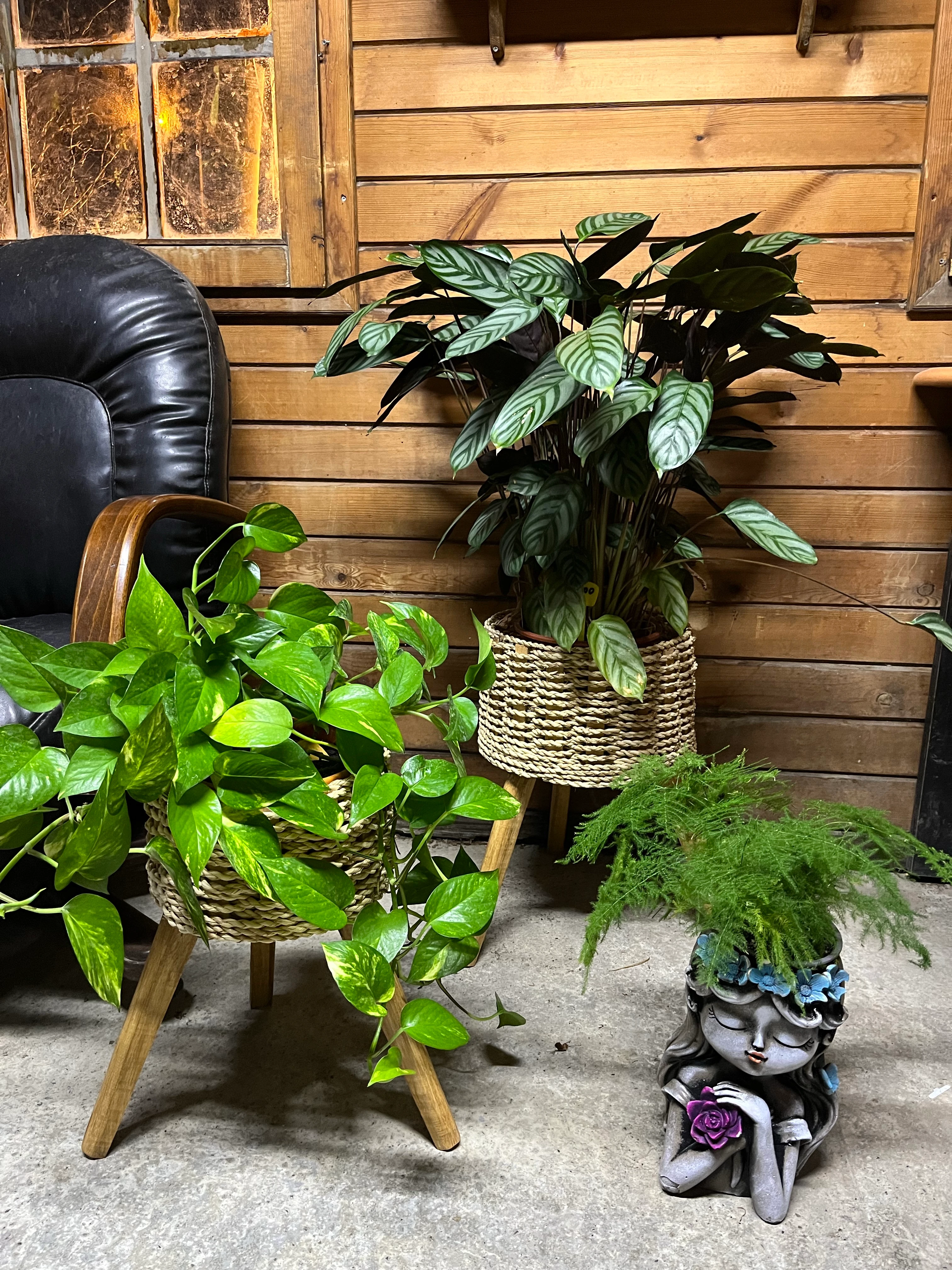 Dekoratif saksılı aranjman grubu