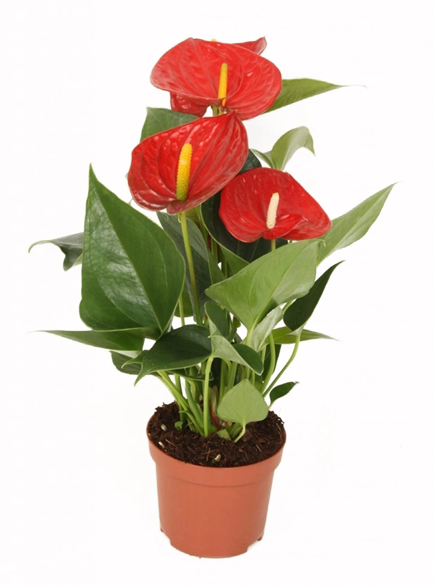 FLAMİNGO ÇİÇEĞİ KIRMIZI & ANTHURİUM ROYAL