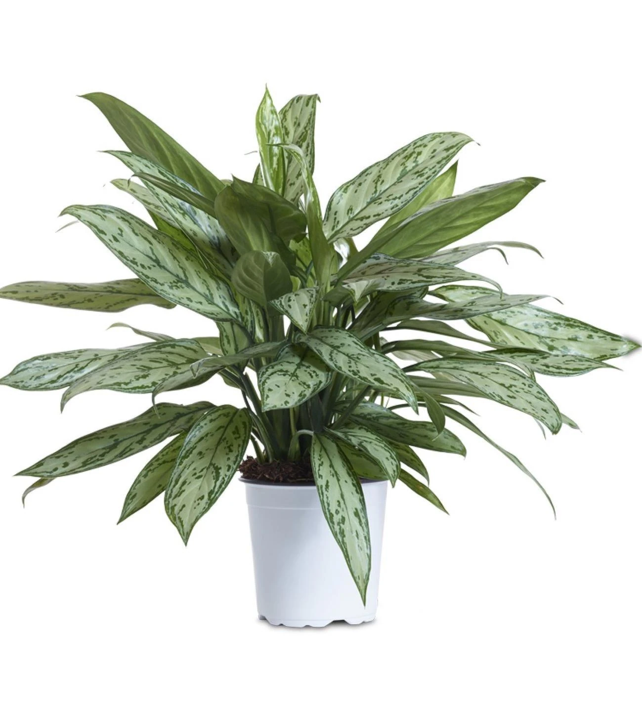 AGLAONEMA