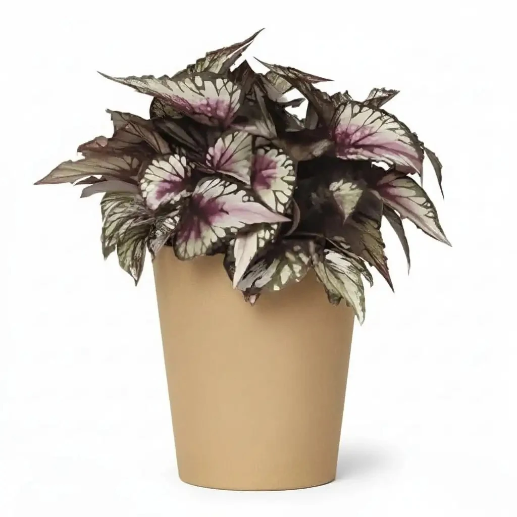 YAPRAK BEGONYASI & BEGONİA REX