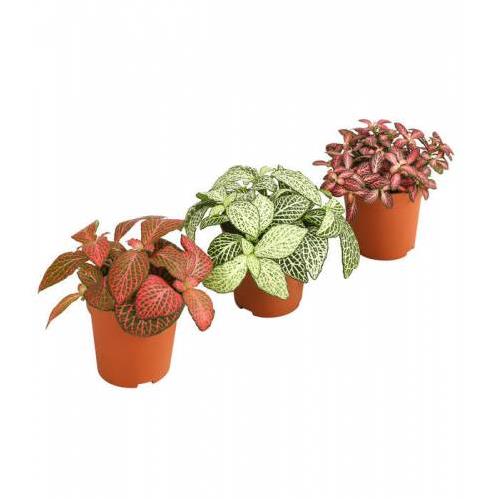 FİTTONYA &FİTTONİA VERSHAFFELTİİ