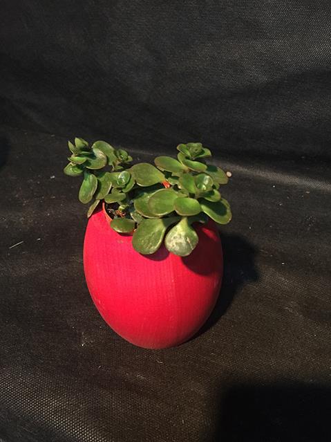 AHŞAP FIÇI SAKSIDA SUCCULENT