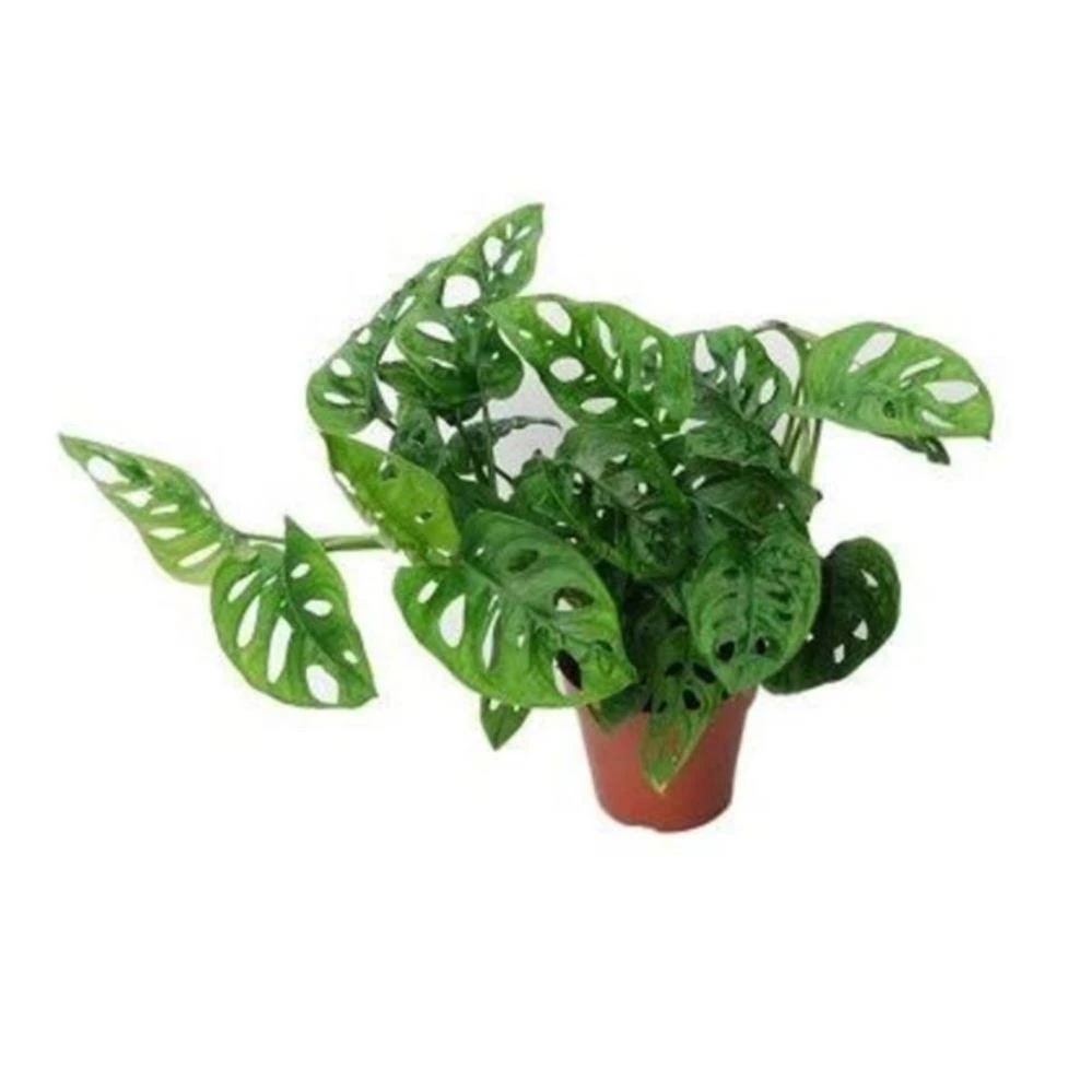 DEVETABANI (MAYMUN MASKESİ) & MONSTERA ADANSONİİ