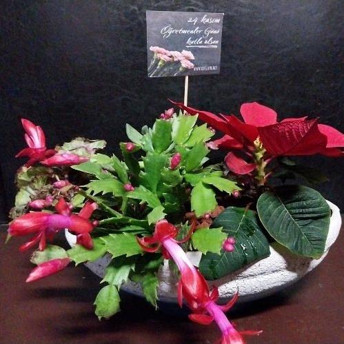 ÖĞRETMENLER GÜNÜ ÖZEL ARANJMAN SERİSİ 4