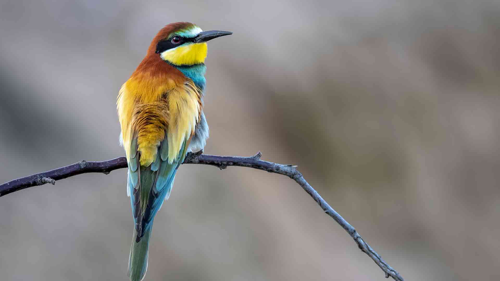 Sarı Darı Doğal Enerji Kaynağı ve Kuşlar İçin Besleyici Seçim