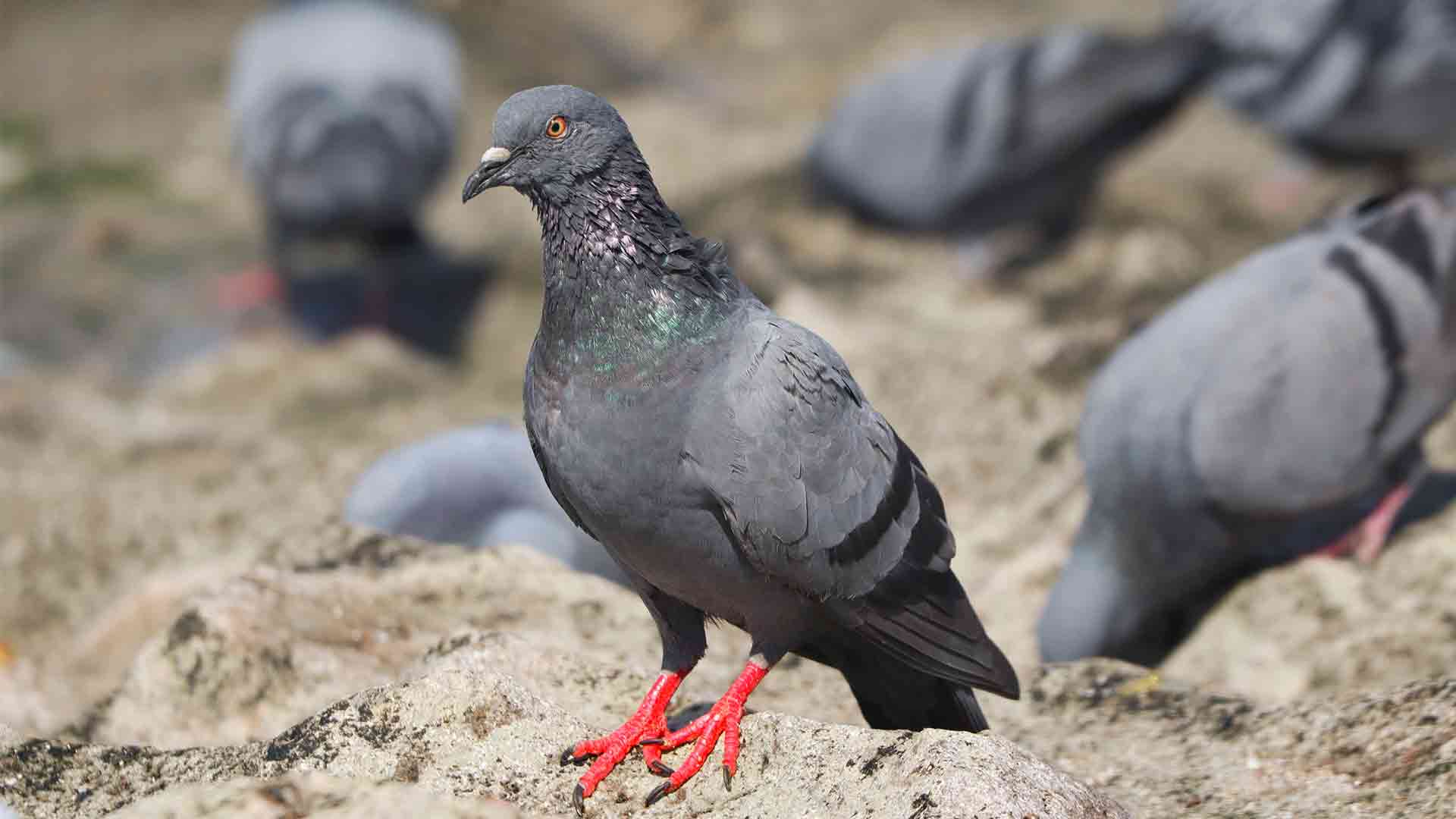 Yemlik Güvercin Sağlığı İçin Karışık Güvercin Yemi ve Doğru Bakım Rehberi