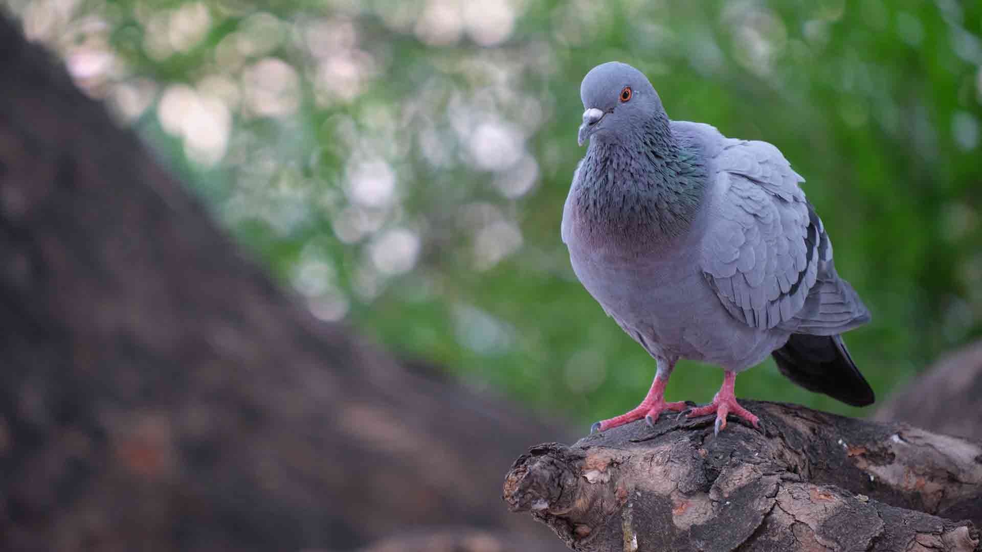 Karışık Güvercin Yemi ile Sağlıklı Beslenme: Yemlik Güvercinler İçin Doğru Seçim Rehberi
