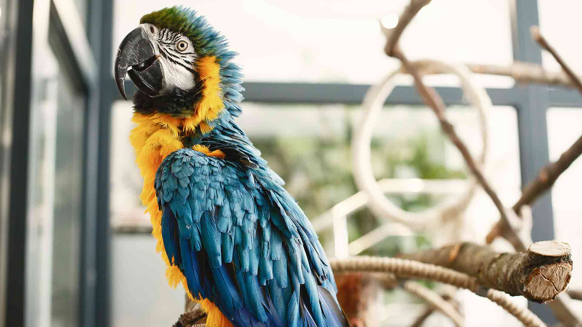 Paraket Cennet Sultan Papağan Yemi Canlı Renklerin ve Sağlığın Sırrı