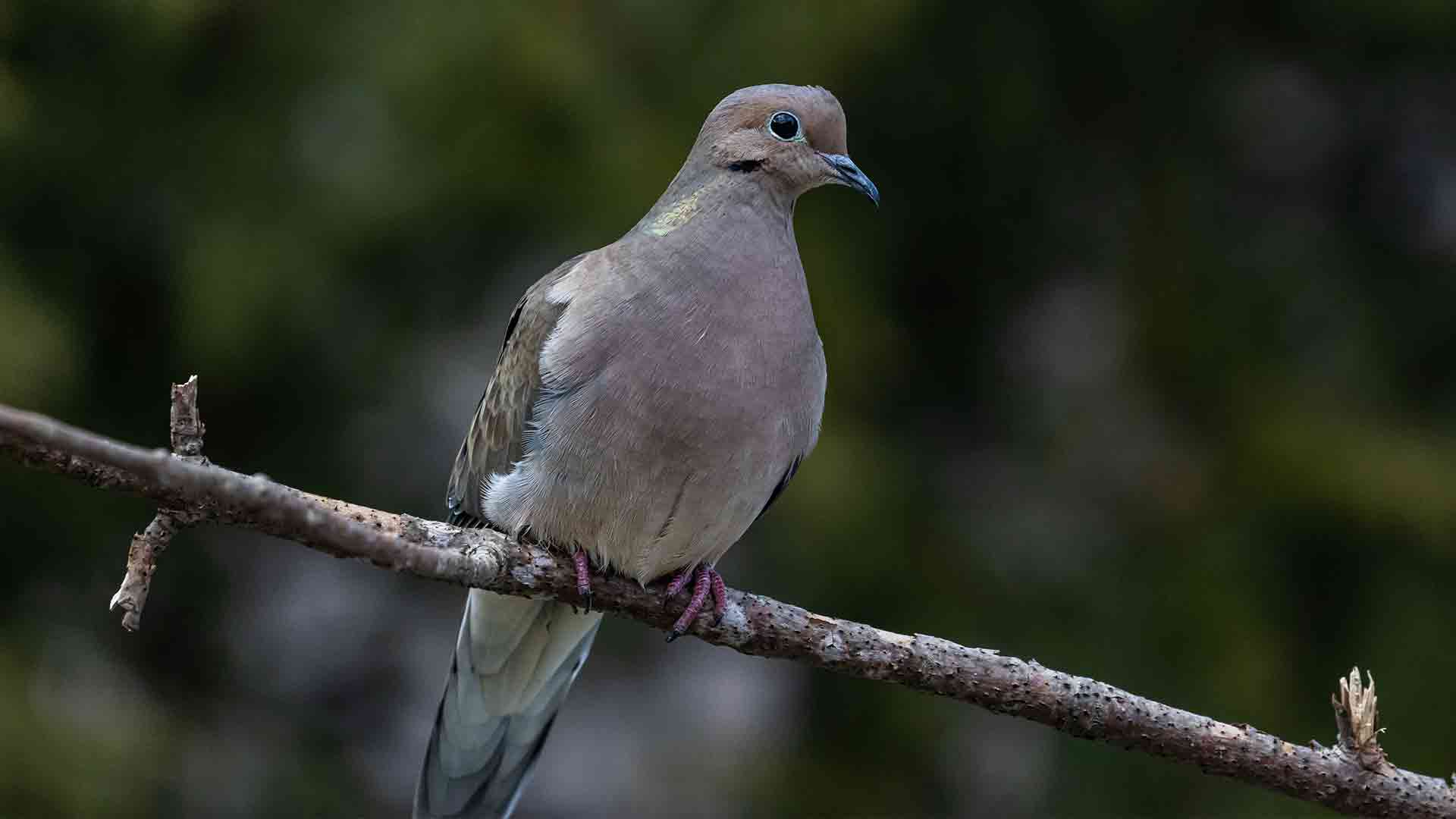 Karışık Güvercin Yemi ve Kuş Bakımı: Yemlik Güvercinler İçin En Doğru Beslenme Rehberi