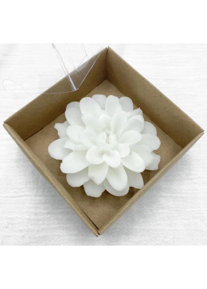 Lotus Mum 25'li 