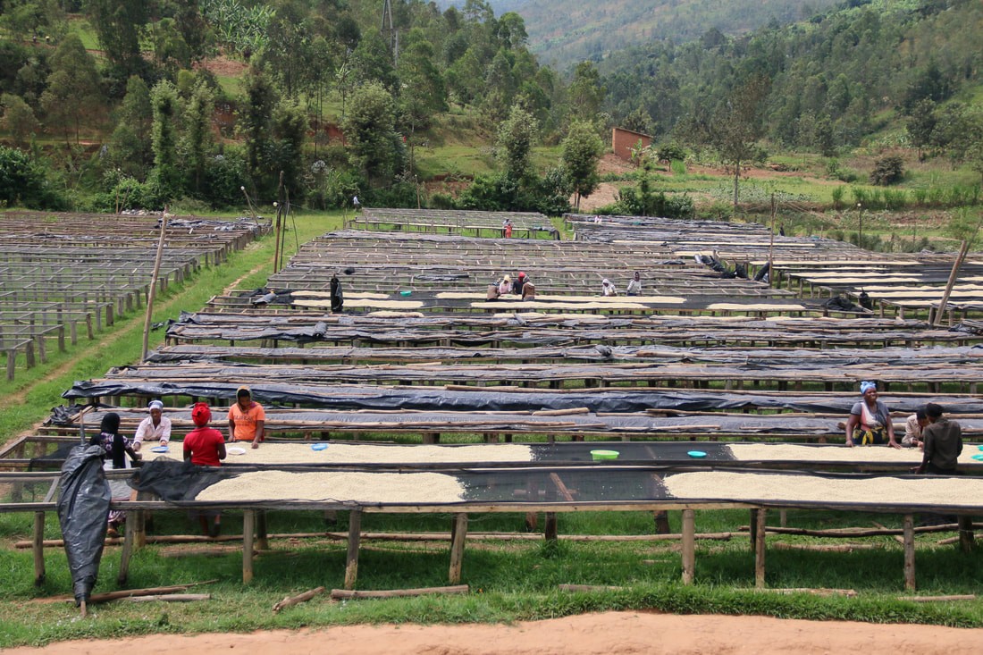 Rwanda Shyira Microlot