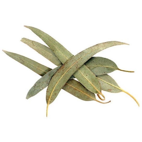 OKALİPTUS YAPRAĞI 30 GR