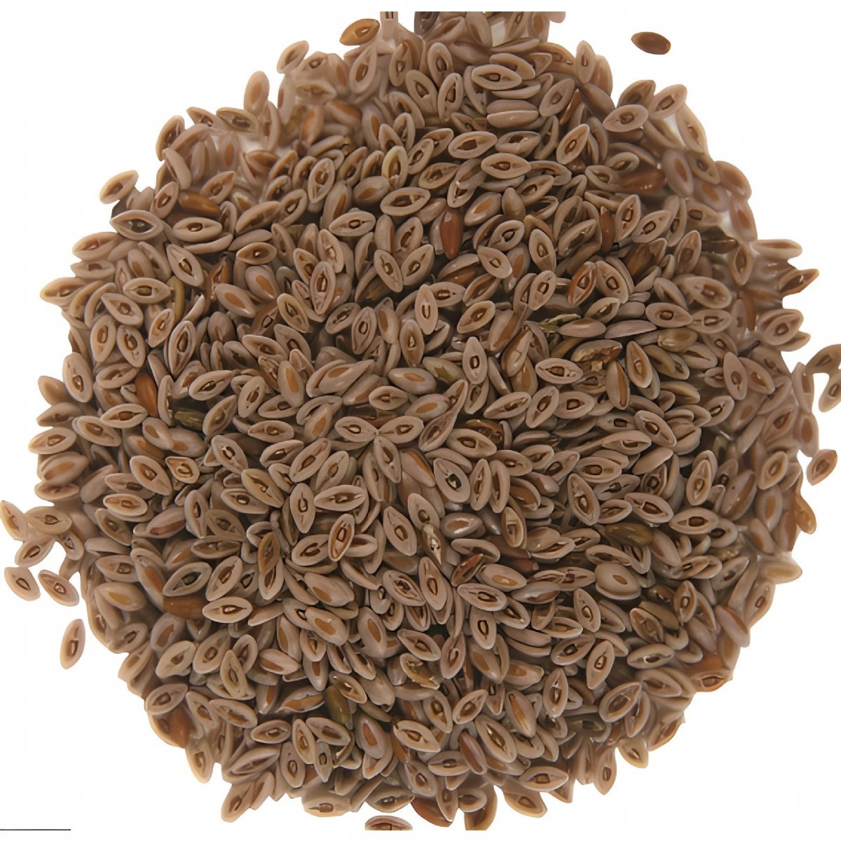 PAPATYA KARNIYARIK TOHUMU 120 GR