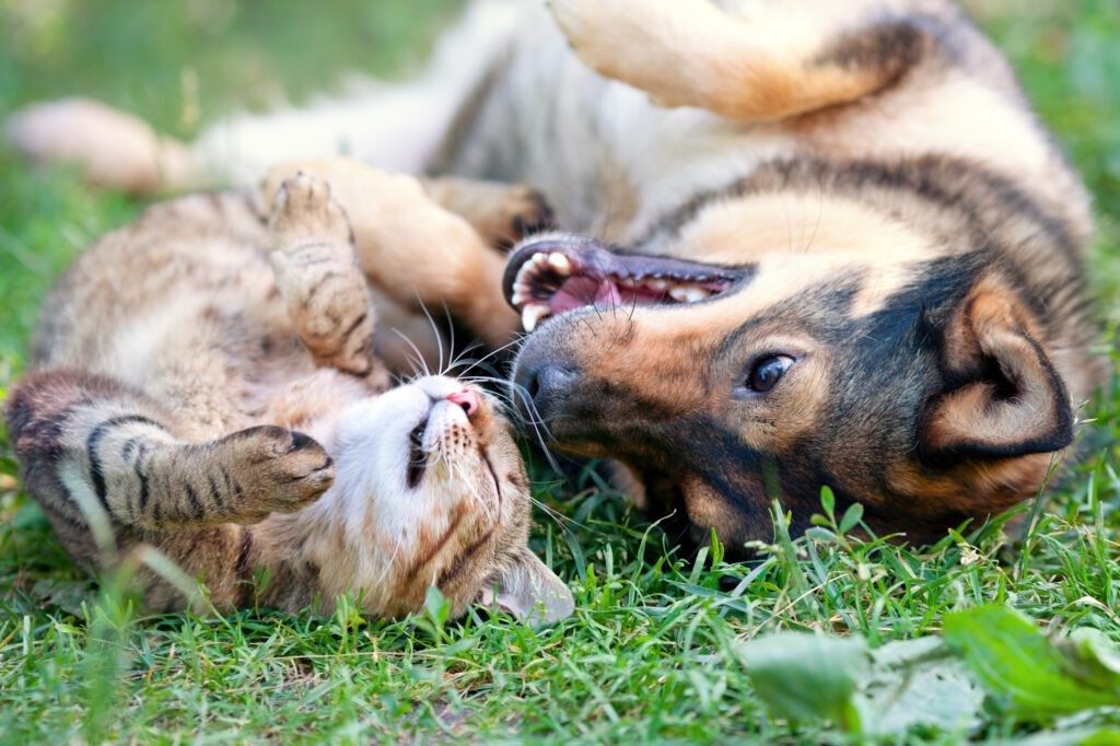 PetPood.com: Evcil Hayvanlarınız İçin Doğal ve Güvenilir Takviye Ürünleri