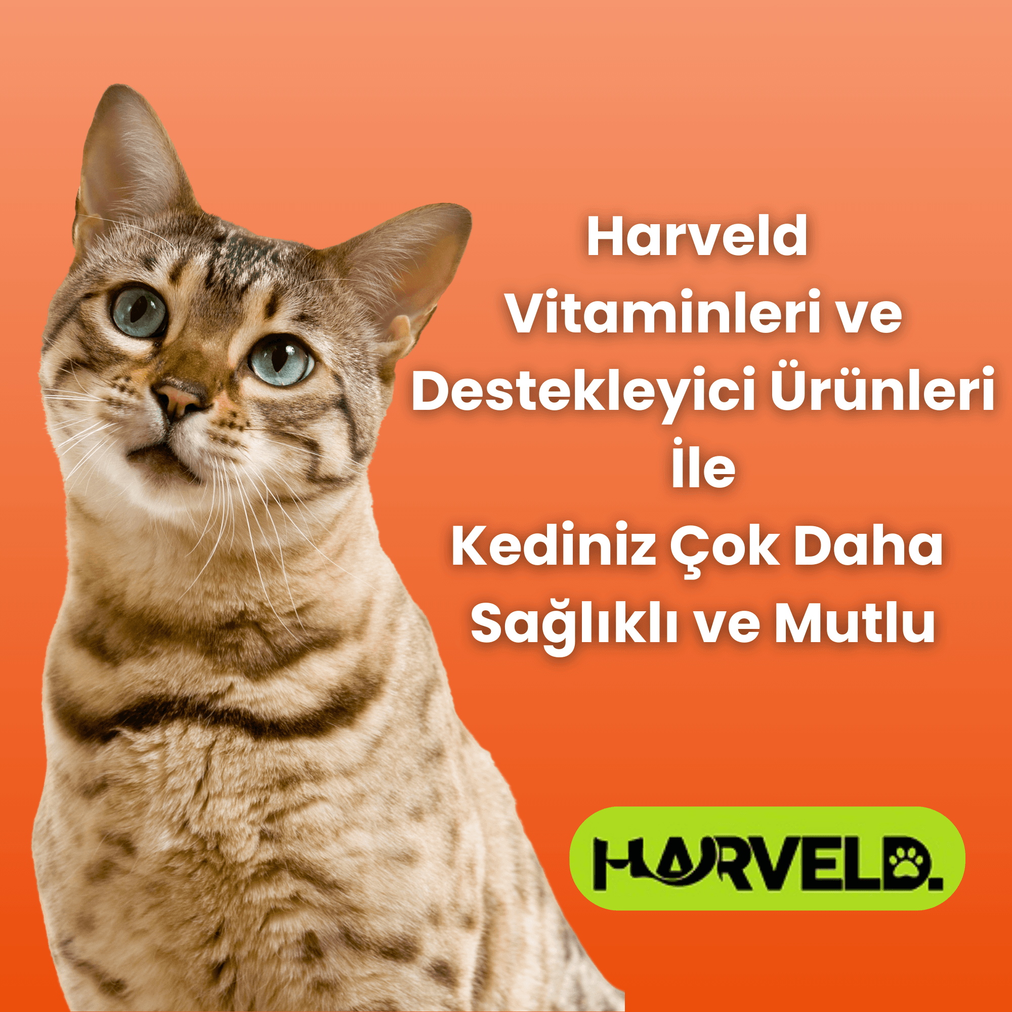  Yavru Kedi Gelişim Için 2'li Kedi Bakım Seti Kitten Paste - Immune C 