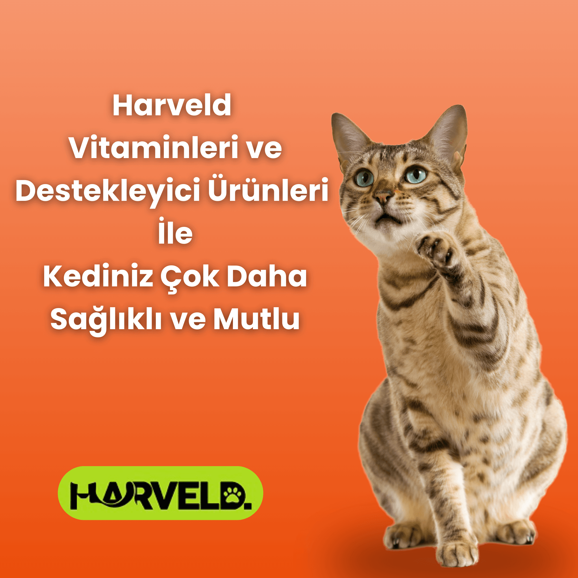 Harveld Kısır Kediniz Için 3'lü Kedi Bakım Seti Sterile Paste - Fish Oil - Immune C