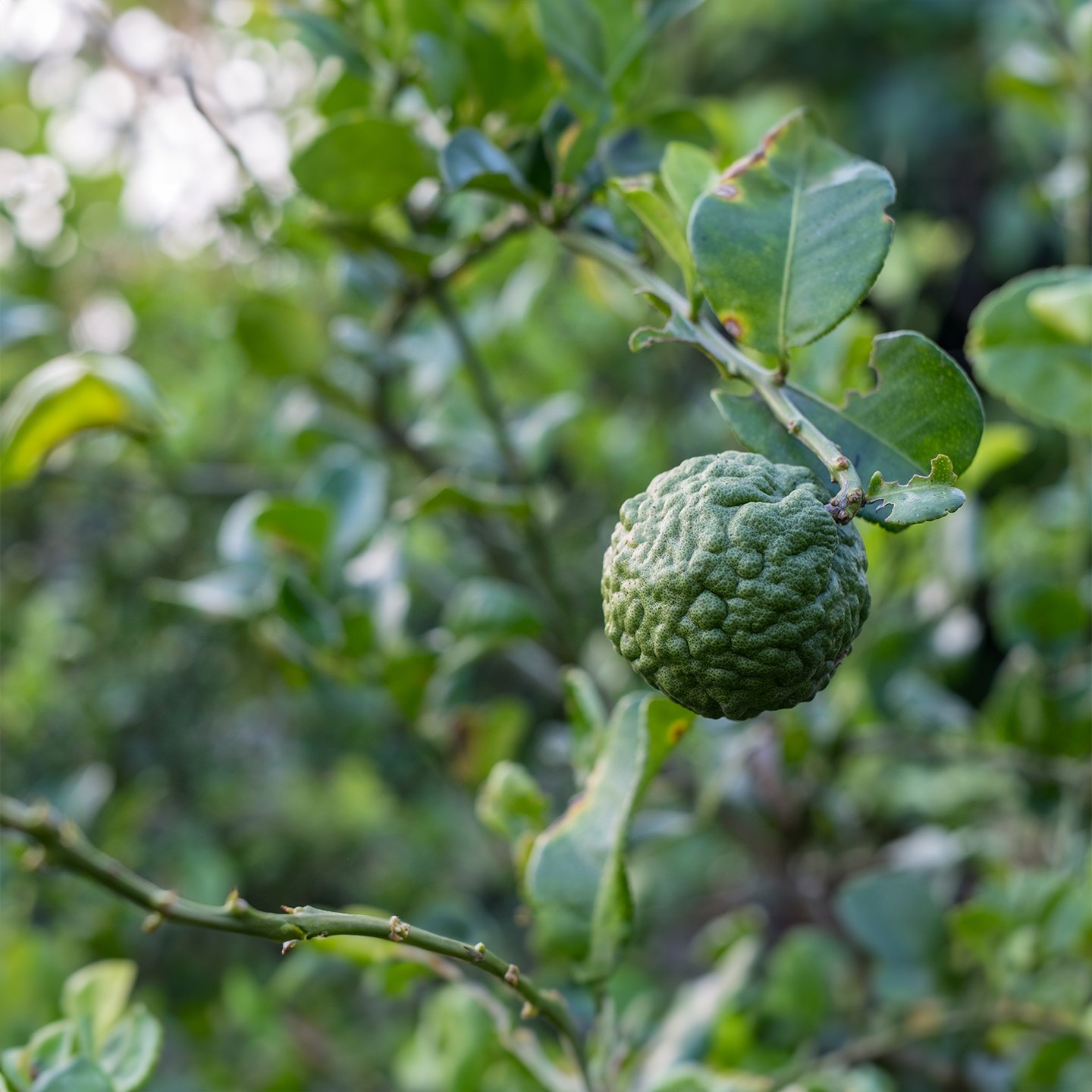 Bergamot Uçucu Yağı | Organik 