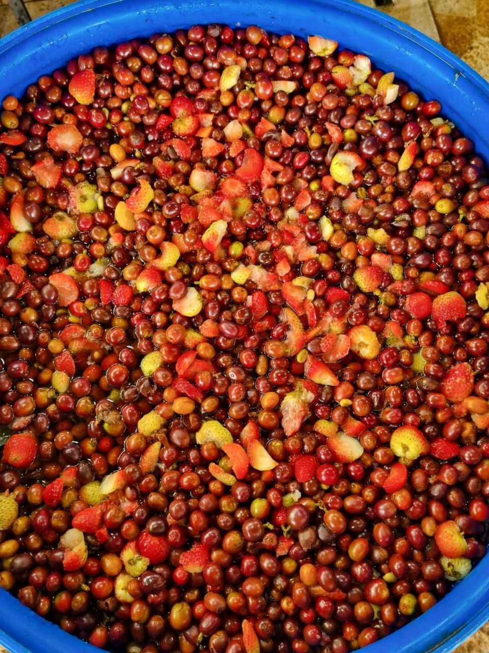 KOLOMBİYA - EL MİRADOR - NATURAL STRAWBERRY