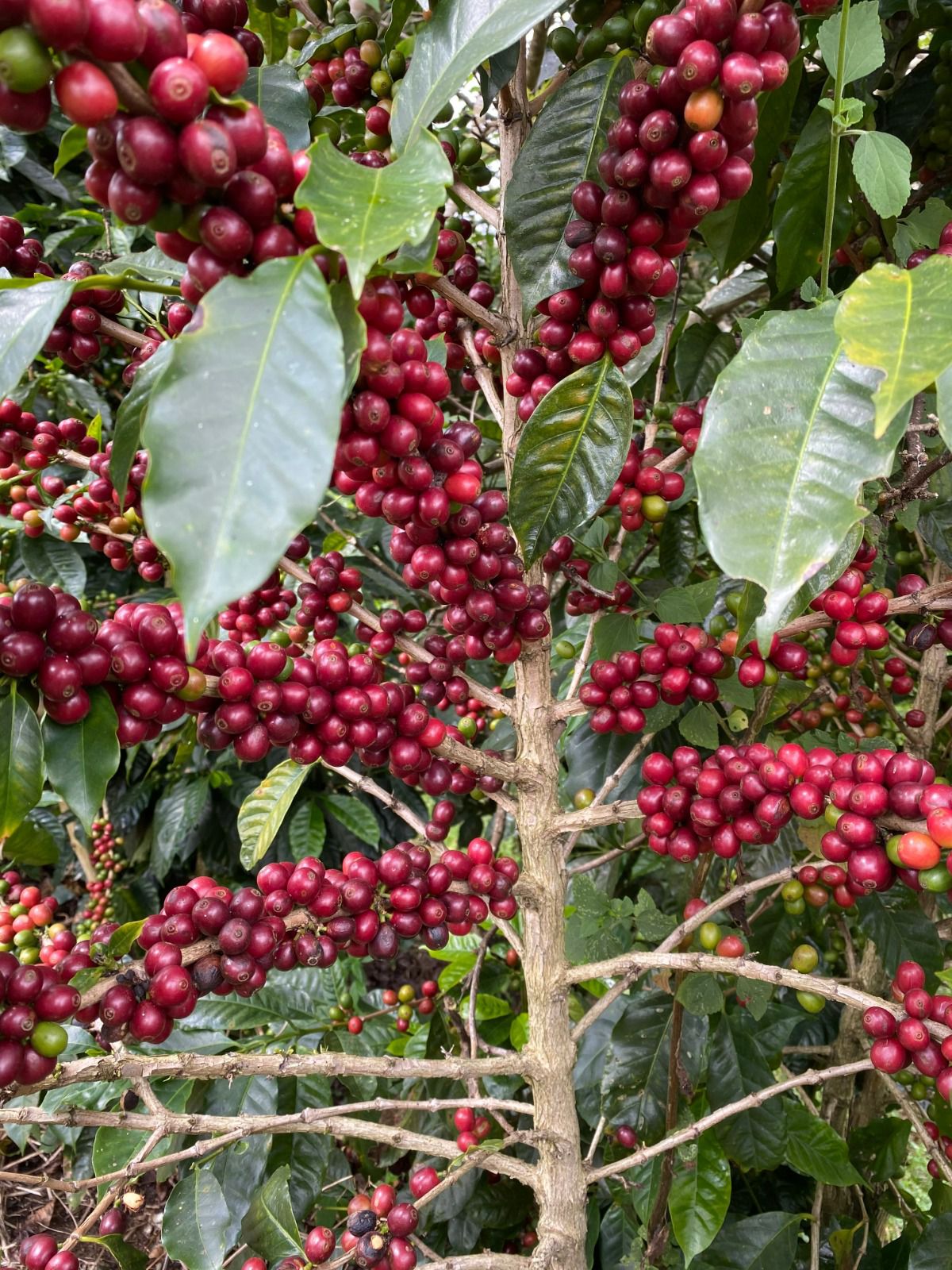 KOLOMBİYA - MONTEBLANCO - PASSION FRUIT WASHED