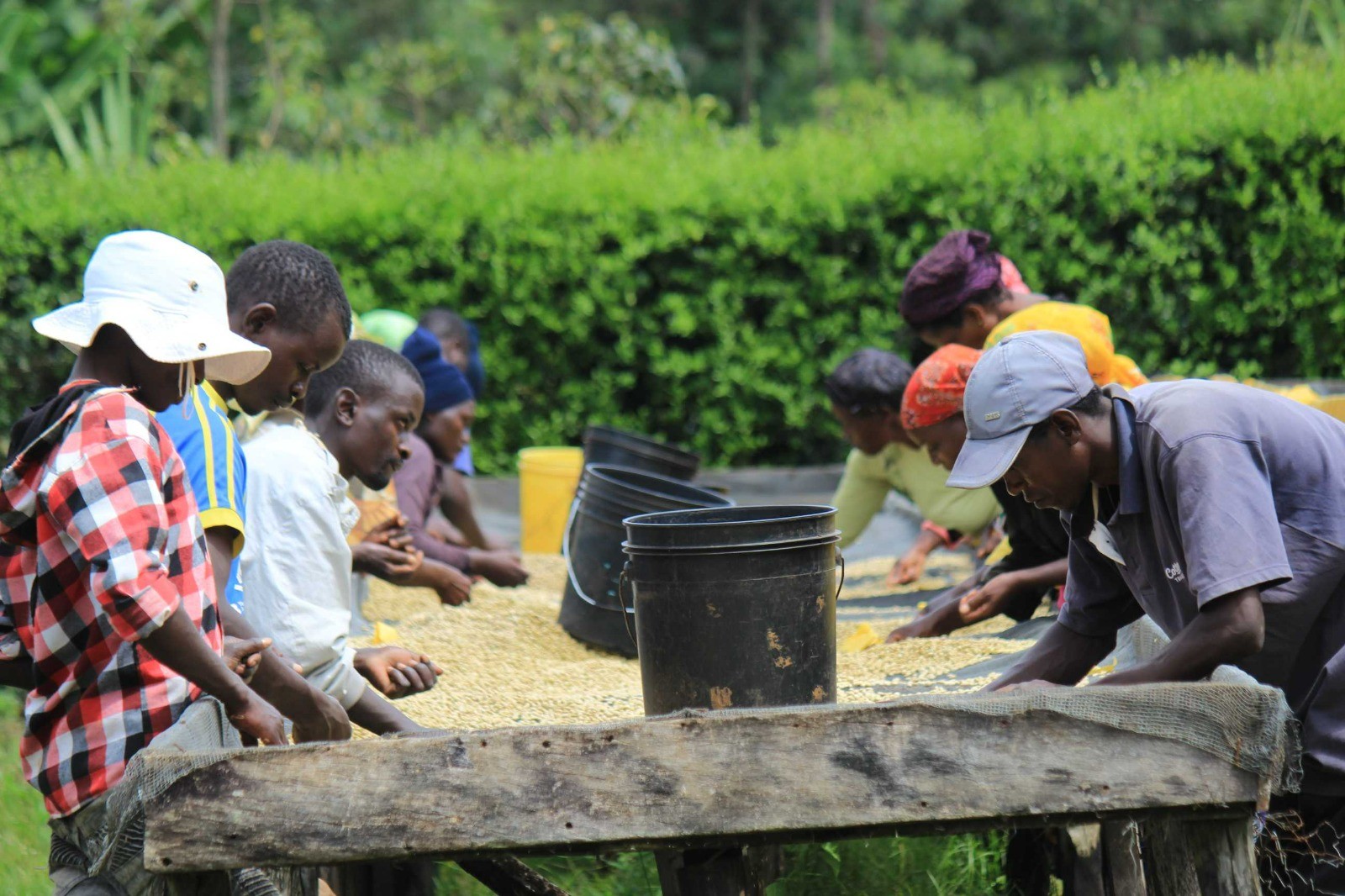 KENYA - NDAROINI - WASHED