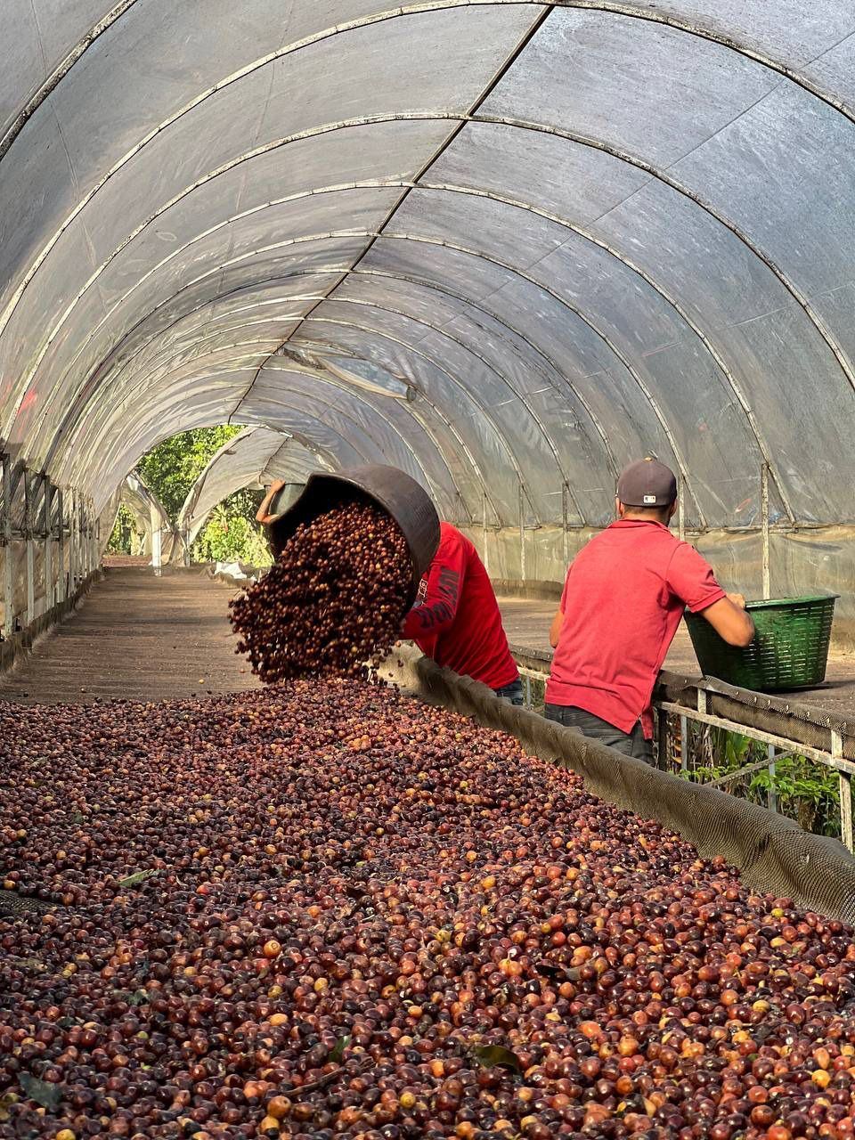 KOLOMBİYA - MONTEBLANCO - PASSION FRUIT WASHED