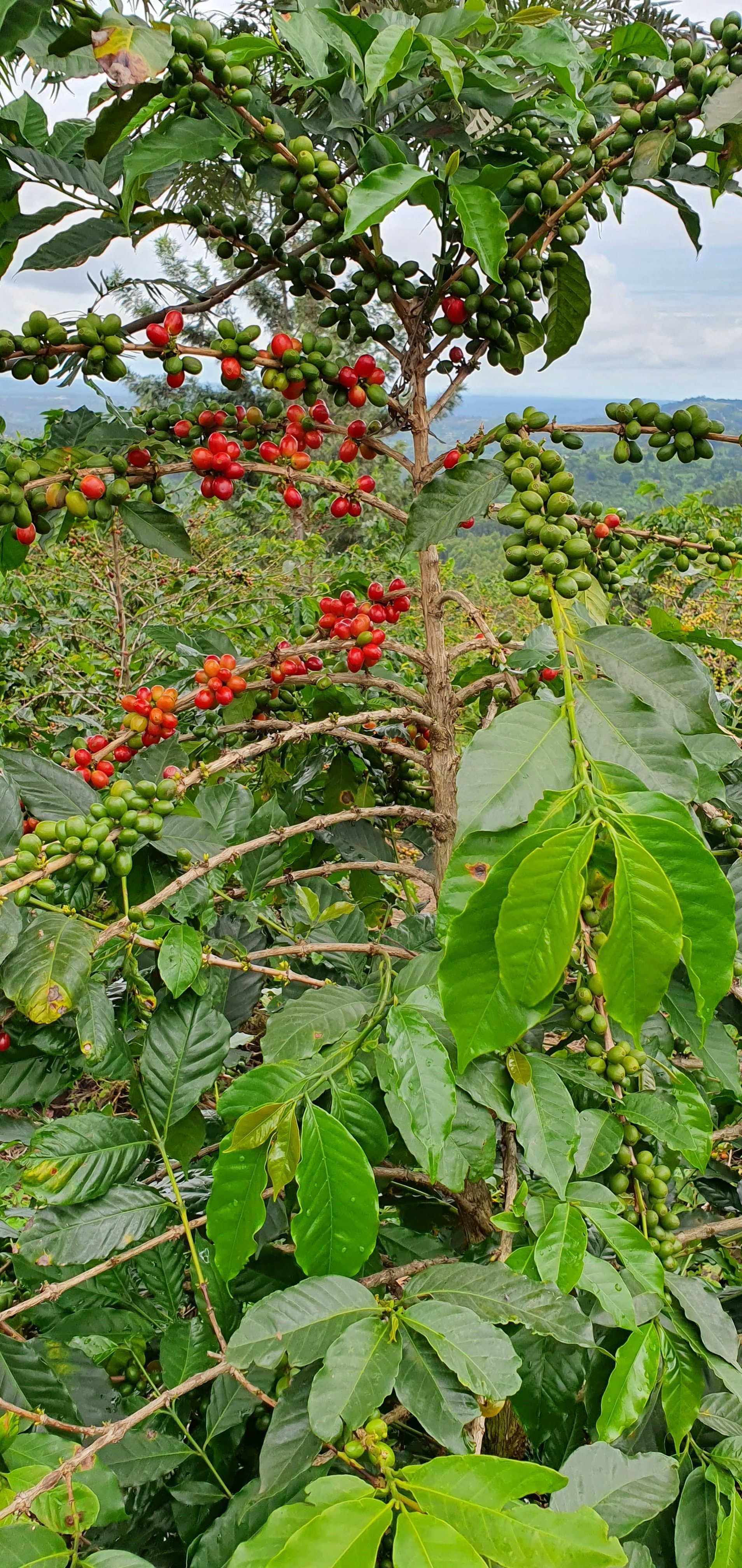 UGANDA - Kınungu Bwındı - Kıngha Collectiva