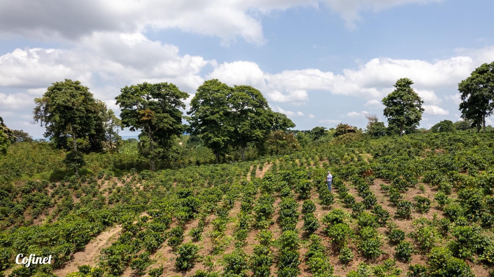 KOLOMBİYA - GAITAINA - ANAEROBIC NATURAL - MICROLOT