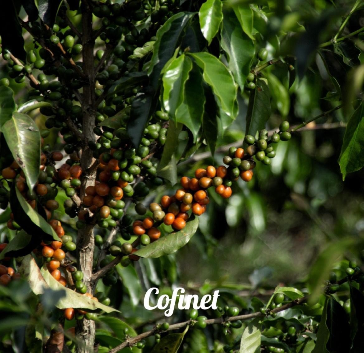 KOLOMBİYA - JAIRO ARCİLA - SANTA MONICA - HONEY WINE YEARST RED FRUITS