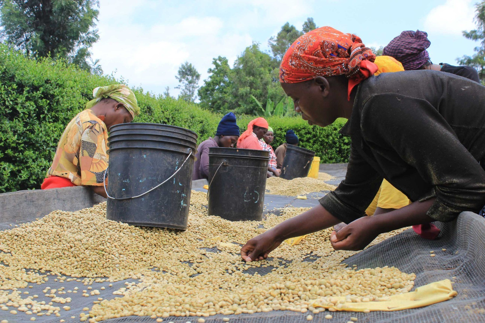 KENYA - NDAROINI - WASHED