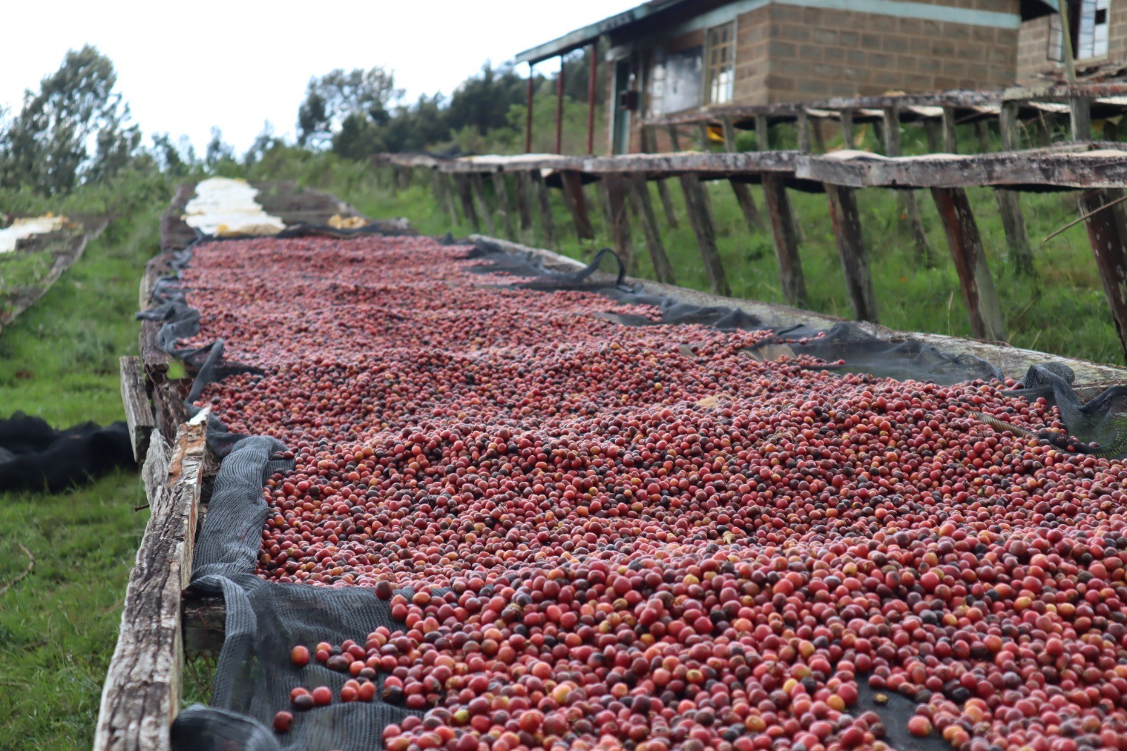 KENYA - NDAROINI - WASHED