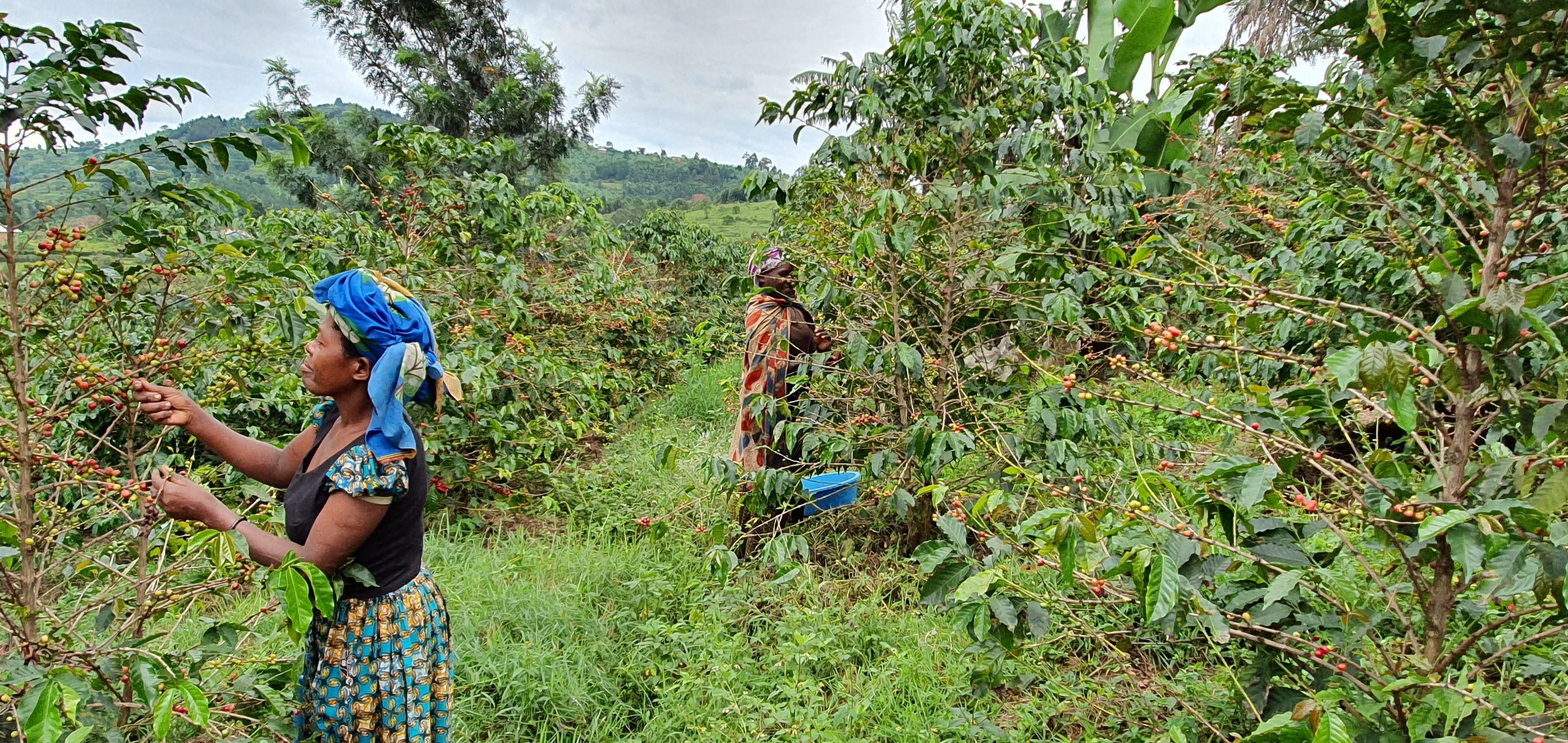 UGANDA - Kınungu Bwındı - Kıngha Collectiva