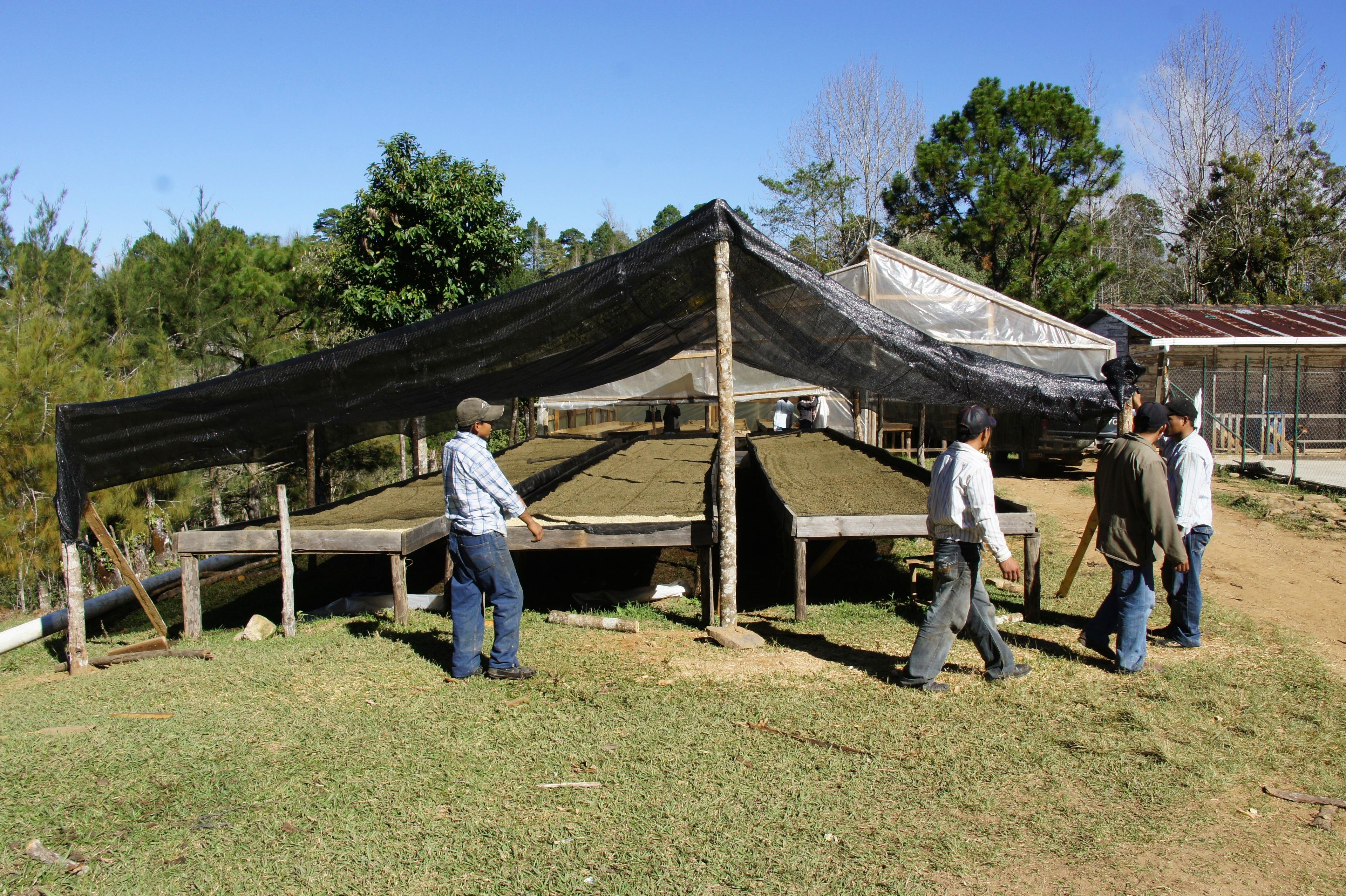 HONDURAS - Marcala Cabalero DNJ