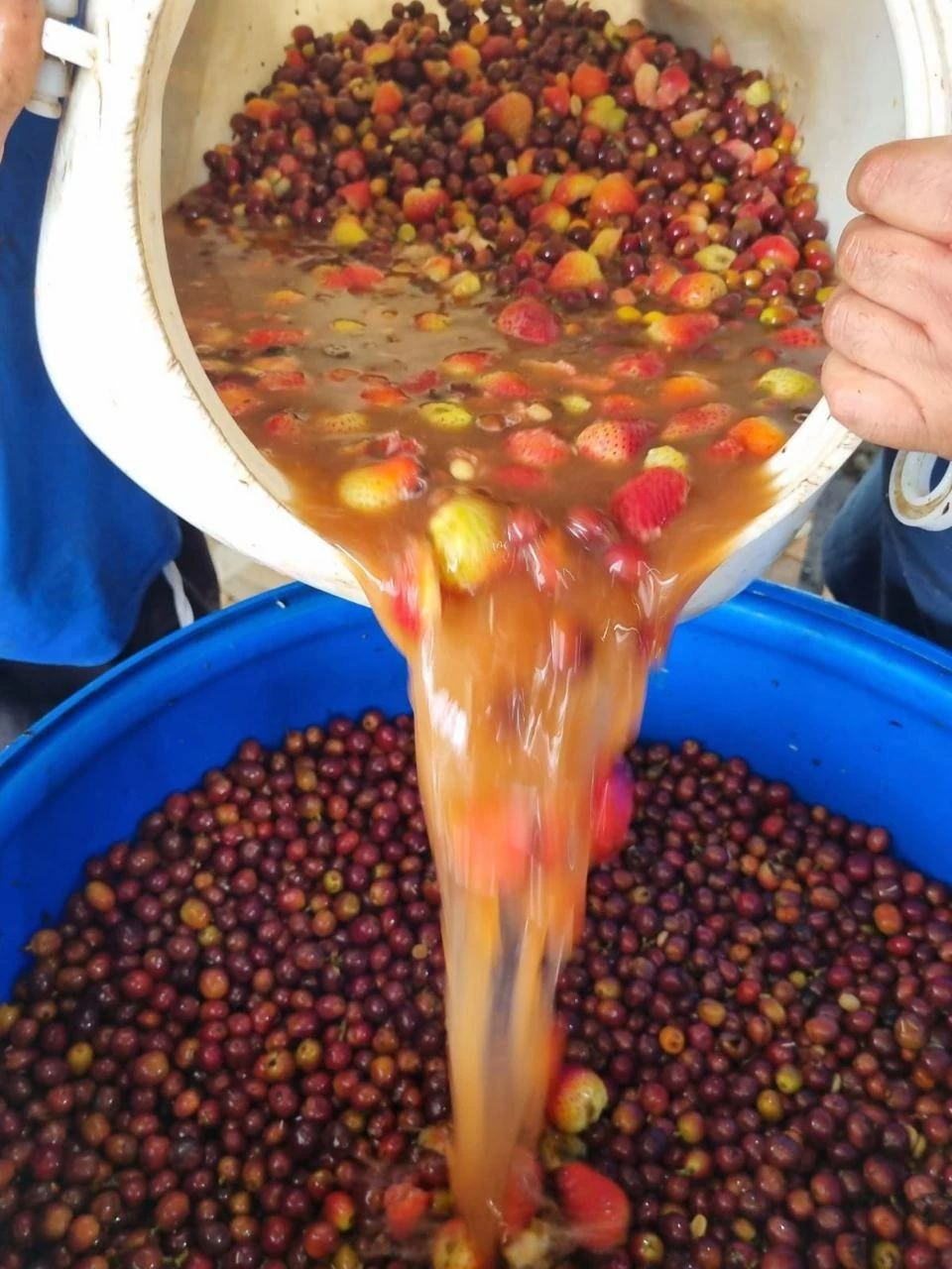 KOLOMBİYA - EL MİRADOR - NATURAL STRAWBERRY