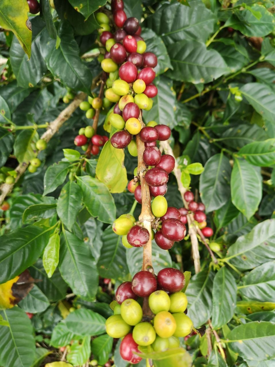 KOLOMBİYA - LA LOMA - NATURAL RED FRUITS