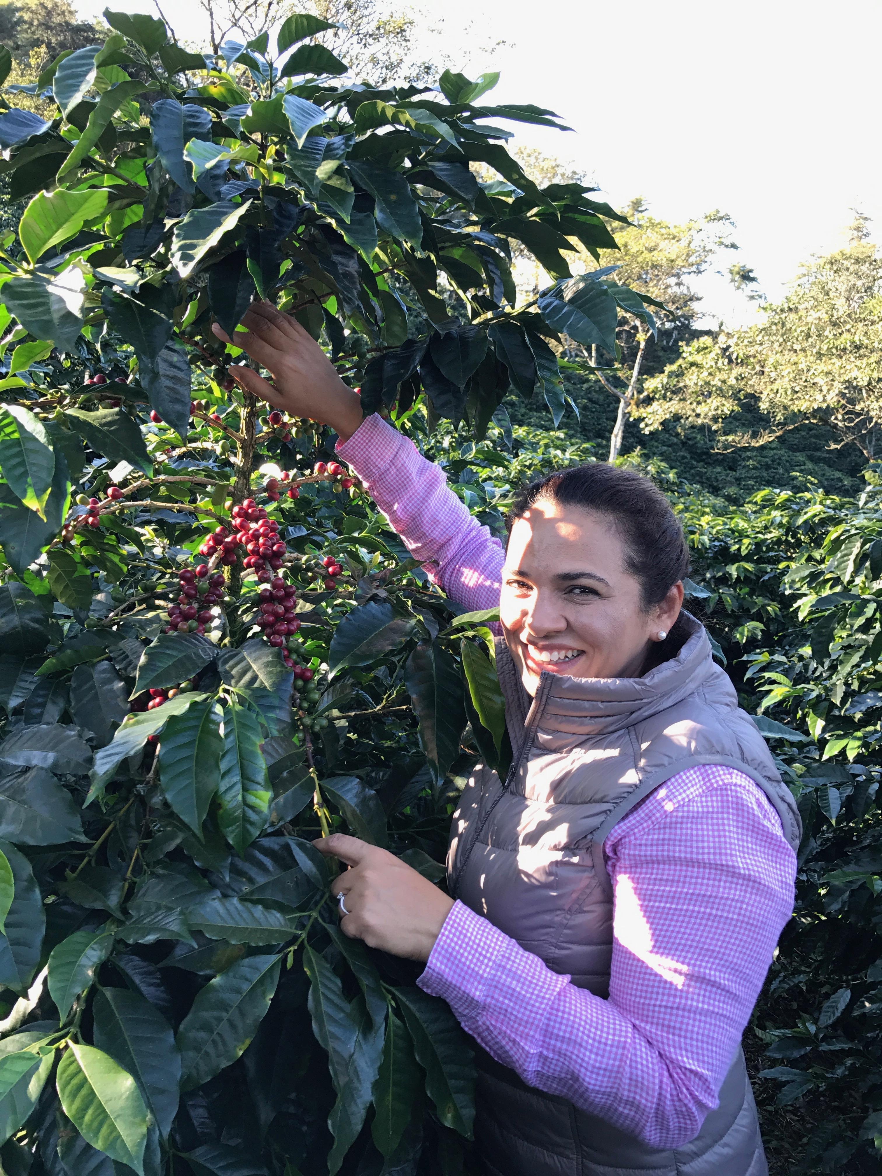 HONDURAS - Marcala Cabalero DNJ