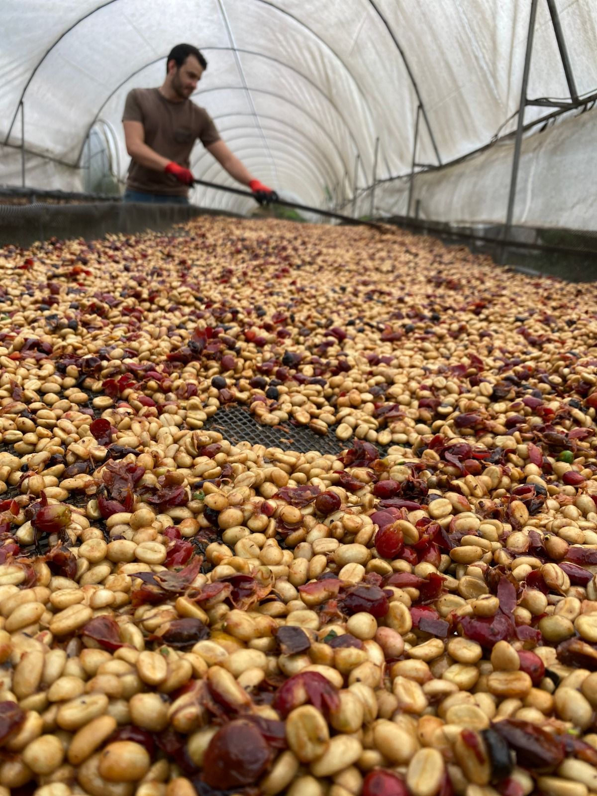 KOLOMBİYA - MONTEBLANCO - PASSION FRUIT WASHED