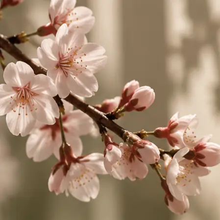Kore & Japon Cilt Bakımları