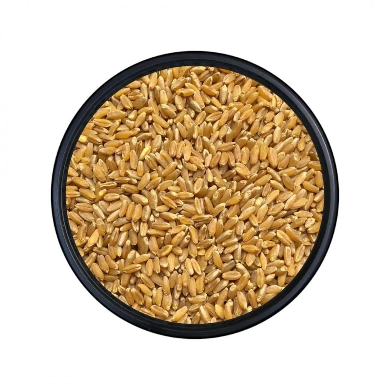 Konya Sert Makarnalık Buğday