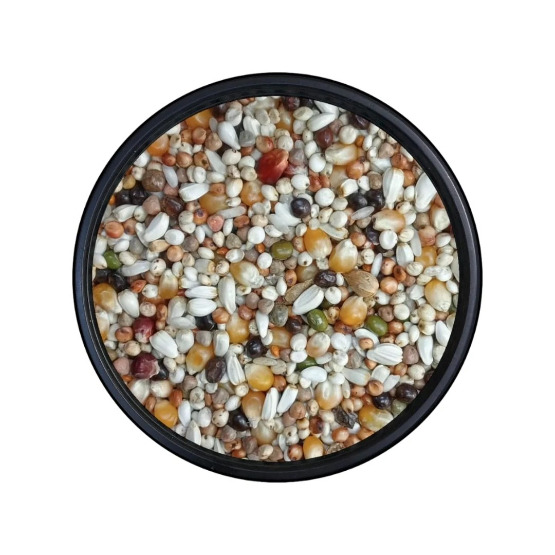 King Pigeon Bezelyesiz