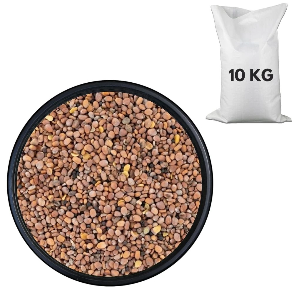 Turp Tohumu 10 KG