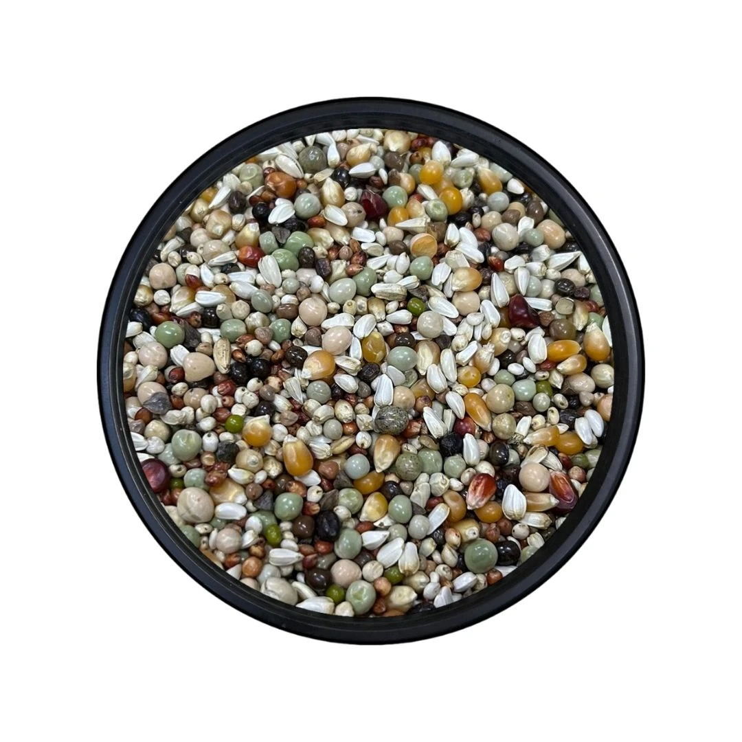 King Pigeon Bezelyeli