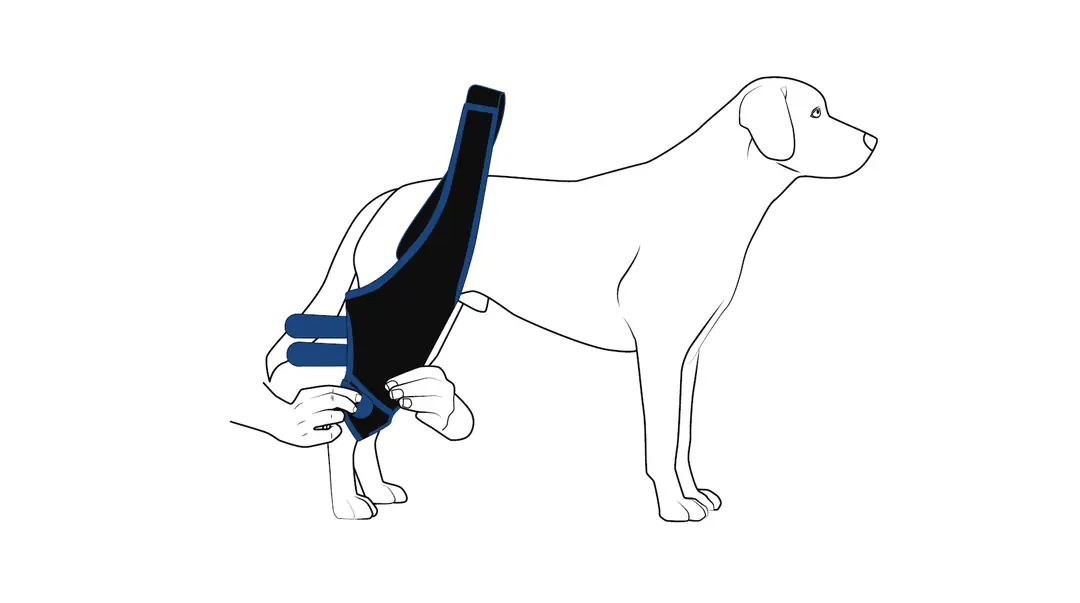 Köpek dizliğinin alt kayışının sabitlenmesi