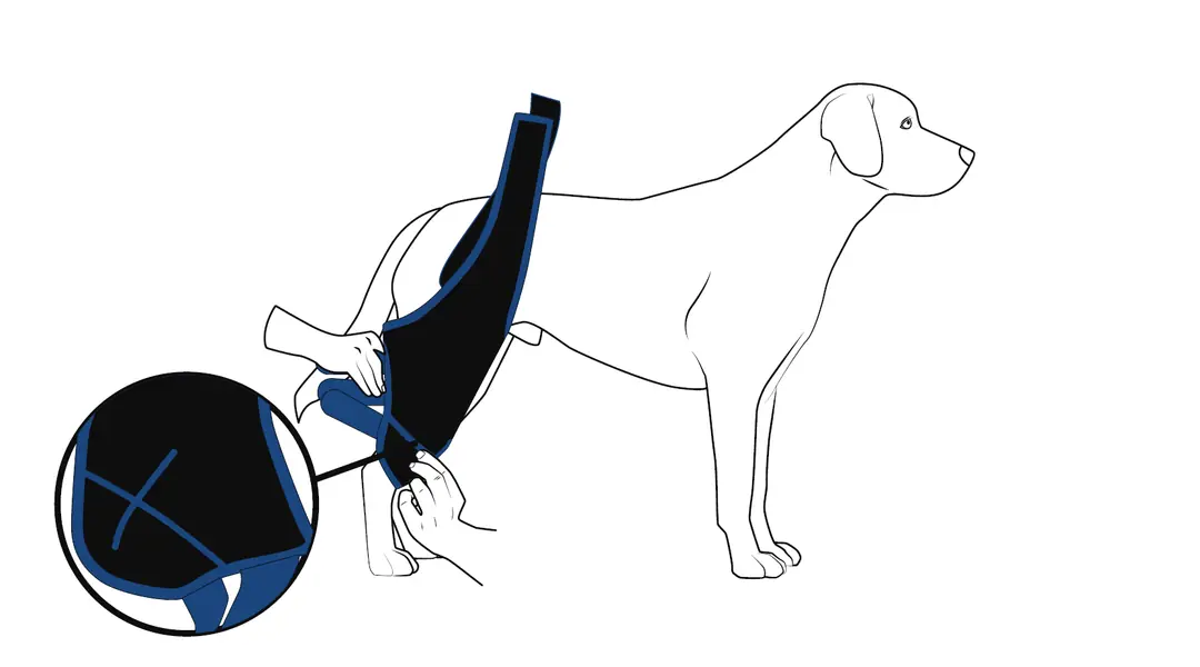 Köpek dizliğinin arka diz eklemiyle hizalanması